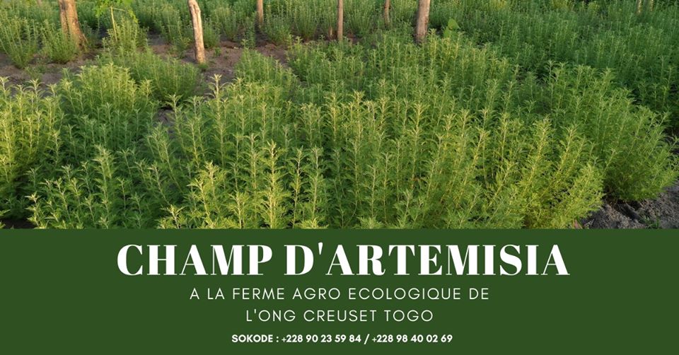 Sokodé-Togo: Tisane d’Artemisia biologique disponible chez ONG Creuset Togo. Soignez et prévenez le paludisme avec cette tisane