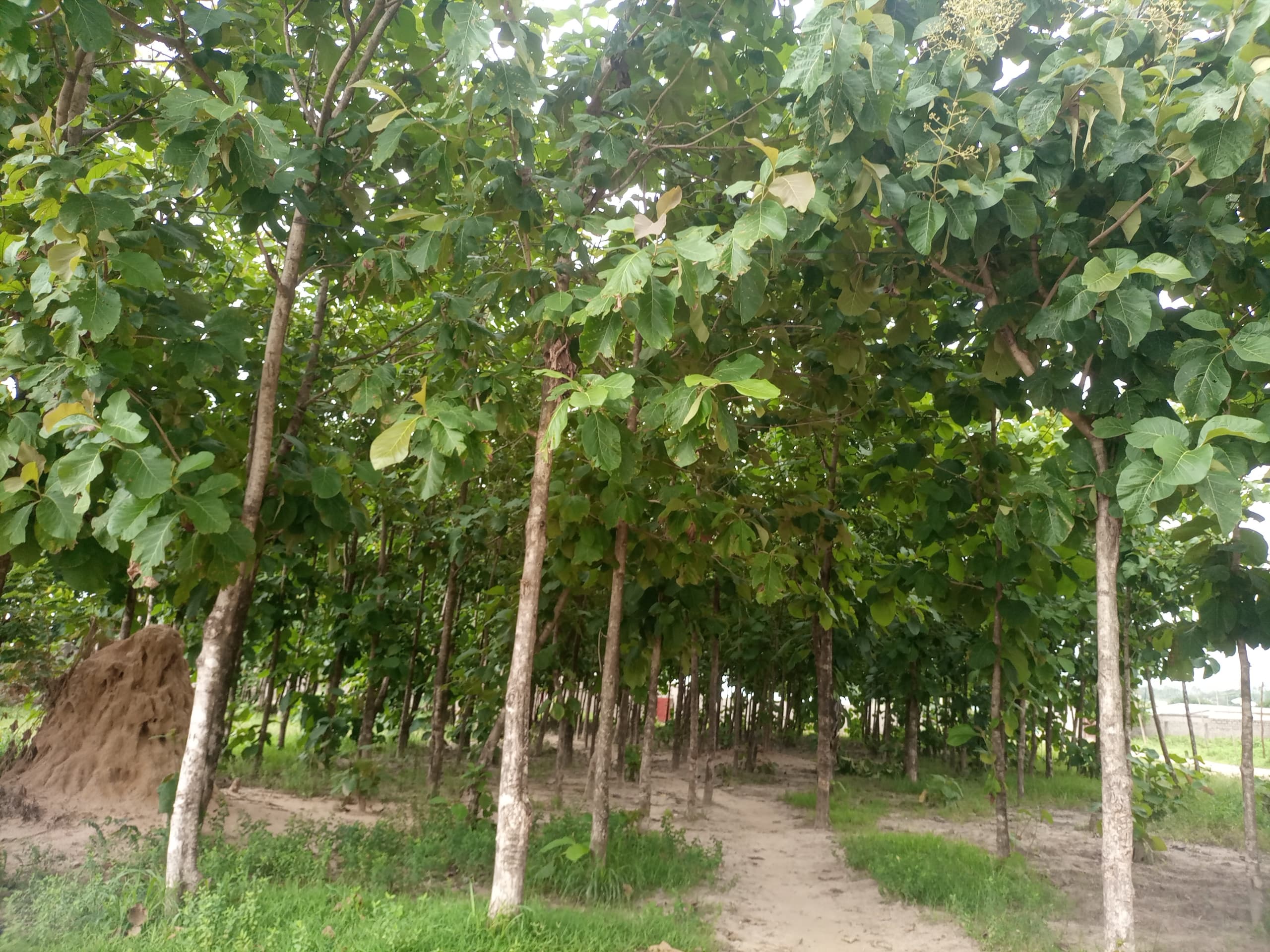 Vente des plants de thèques de qualité supérieure au prix de 2.500 FCFA par pied, disponibles sur une superficie de 4 hectares à Sokodé.